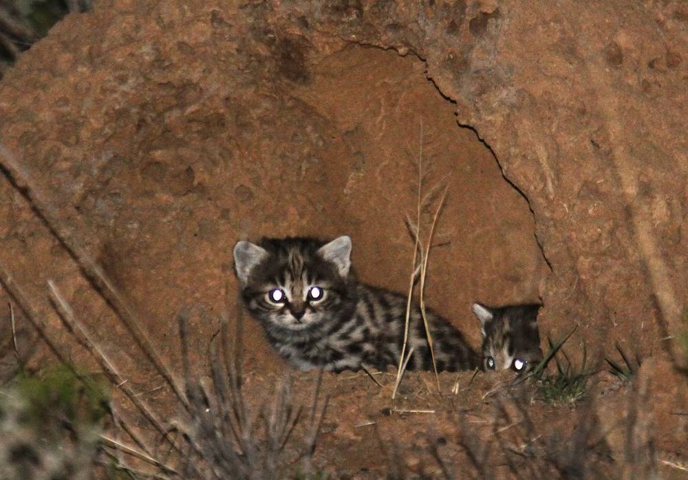 Черноногая кошка (муравьиный тигр): описание породы с фото и видео