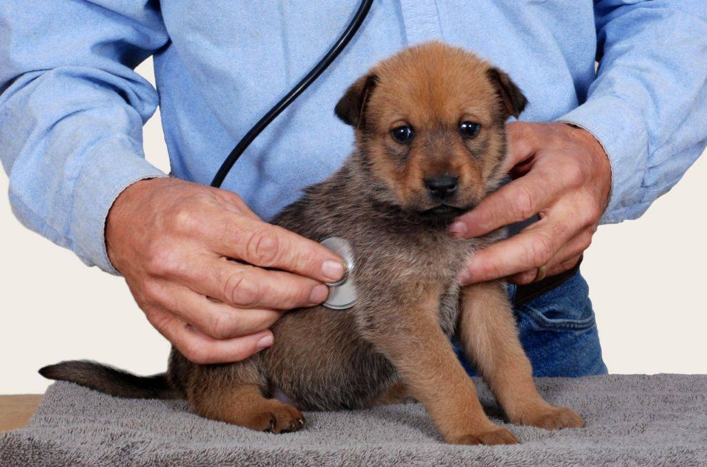 Чумка у собак: первые признаки и лечение, правила поведения.