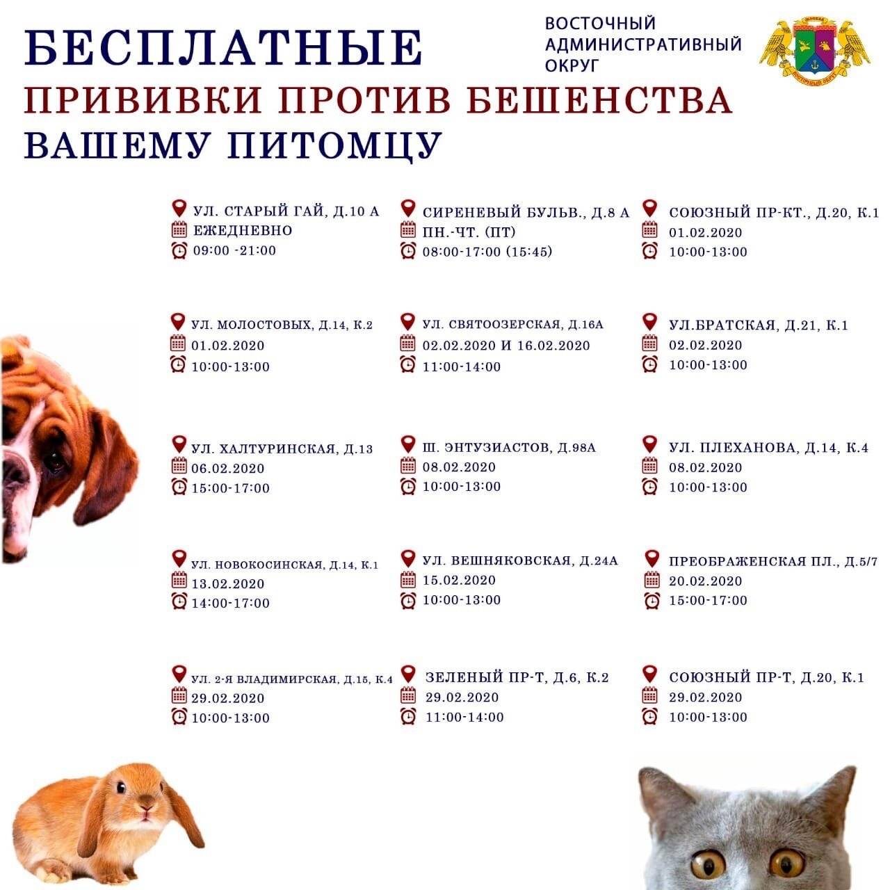Нужна ли прививка домашней кошке. Вакцинация кота от бешенства. Прививки коту график прививок. Какие прививки делают котам в 1 год. График прививок для котят.