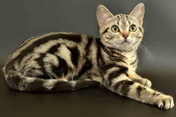 Короткошерстные породы кошек: виды, выбор и особенности ухода
