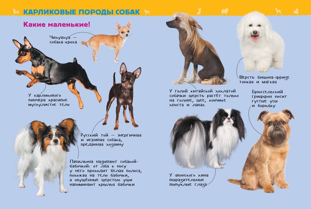 Служебные породы собак: обзор популярных | блог ветклиники "беланта"