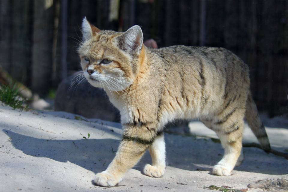 Китайская кошка: принцесса гобийских степей и тибетских гор