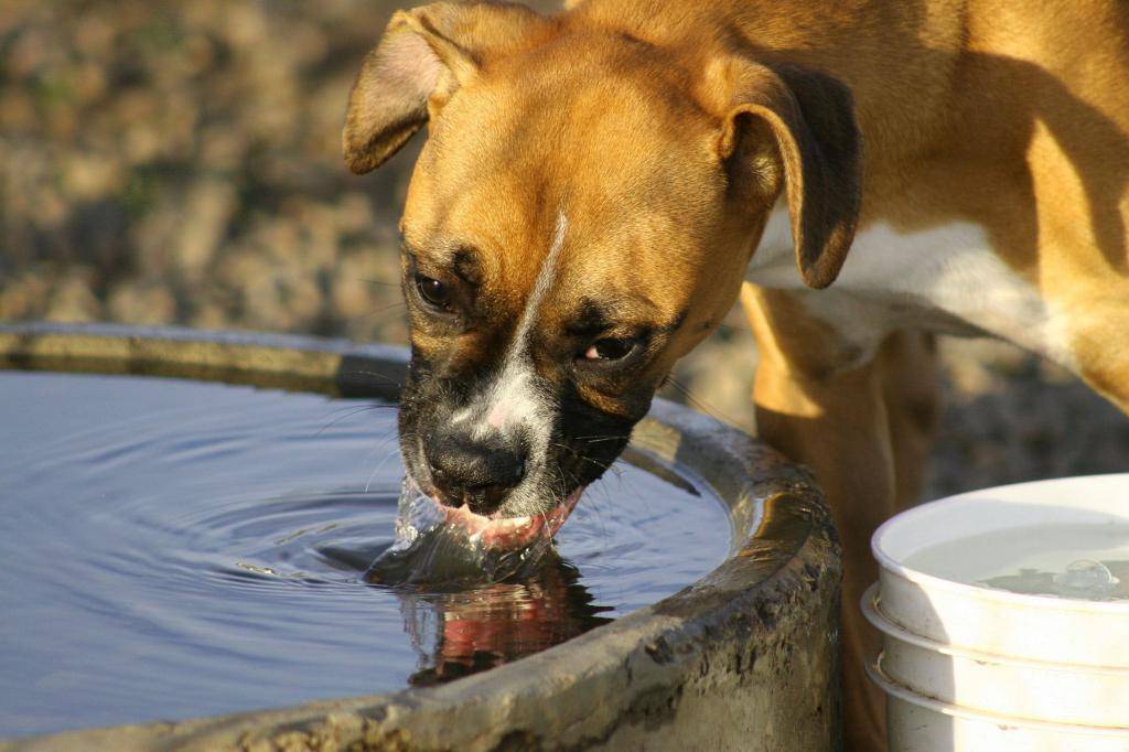 Что делать и почему собака не ест, не пьет воду и только лежит: причины и лечение щенка и пса, когда плохо питается, вялый или трясется несколько дней