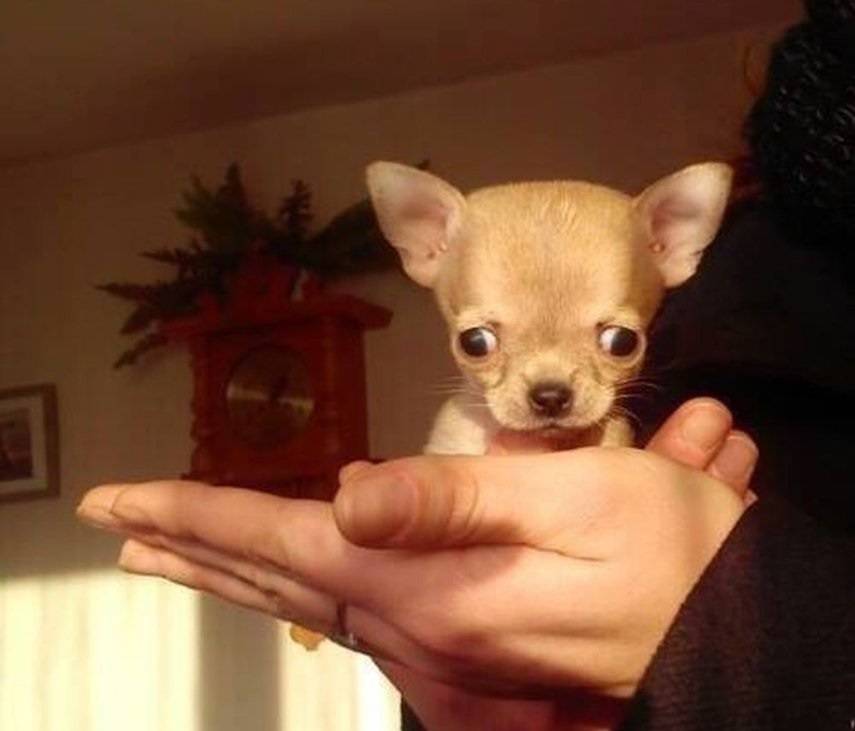 Топ-20 самых маленьких собак в мире