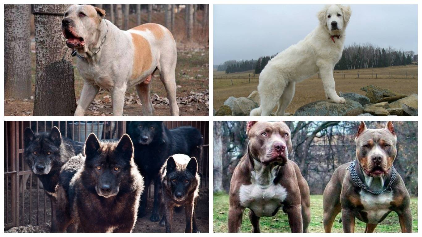В каких странах запрещен питбуль. породы собак, запрещённые в англии и других странах. американский стаффордширский терьер