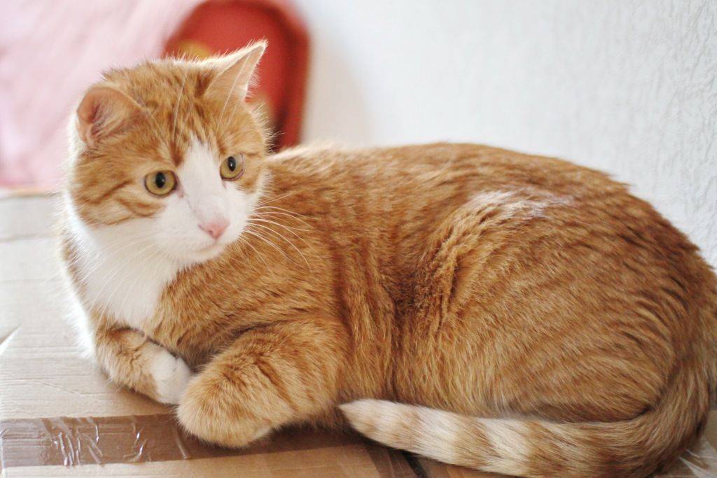 Рыжие коты и особенности их характера