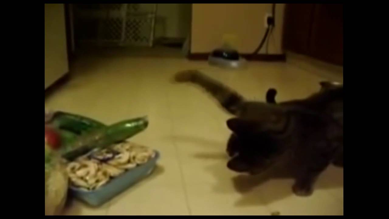 Почему коты боятся огурцов на самом деле