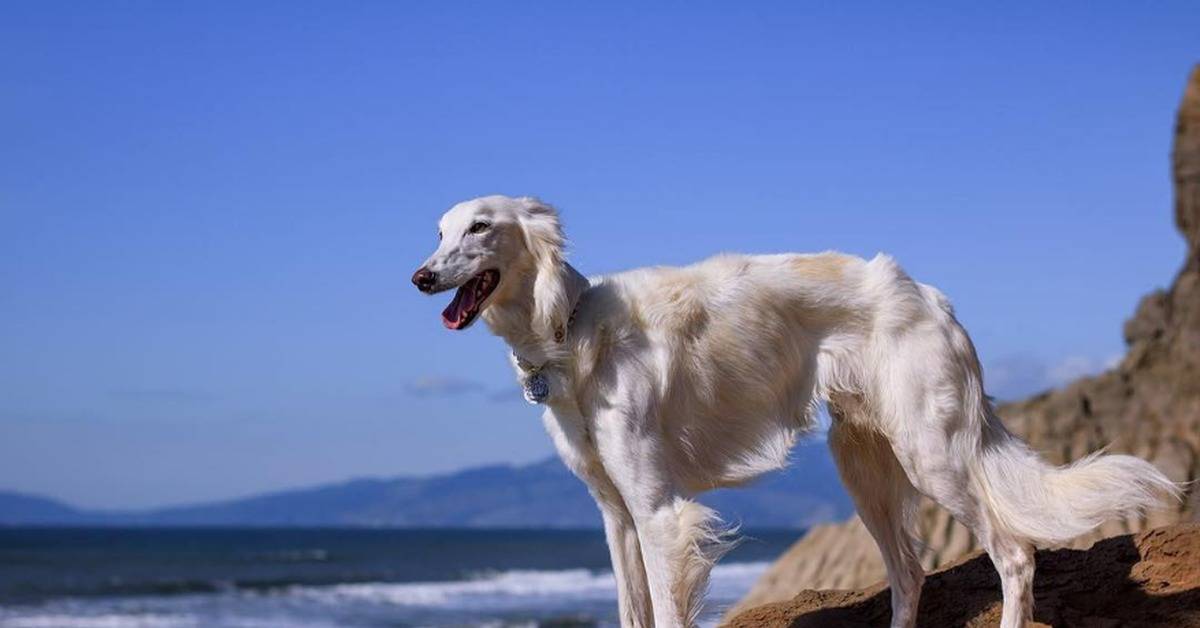 10 прикольных собак метисов, о которых вряд ли когда-то слышали