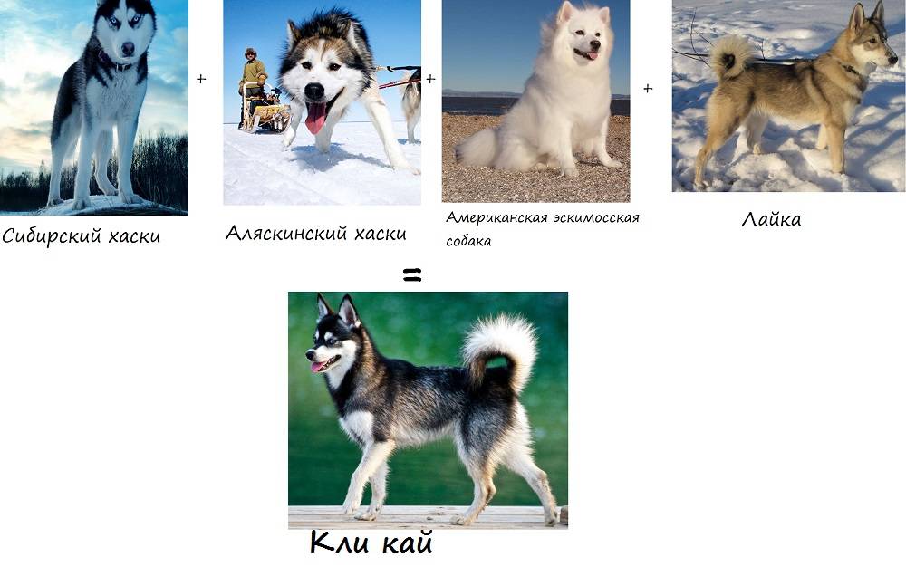 Сибирский хаски (68 фото): описание щенков, характер собак породы хаски. характеристика собак белого и других окрасов. отзывы владельцев