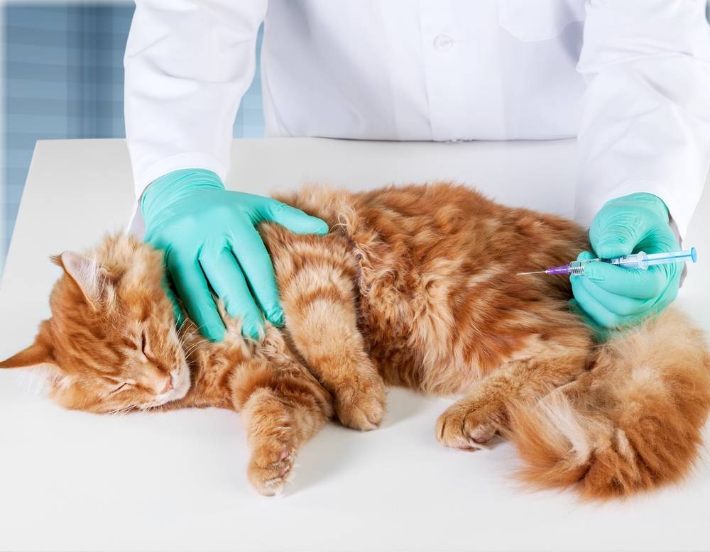 Вакцина против лейкоза кошек