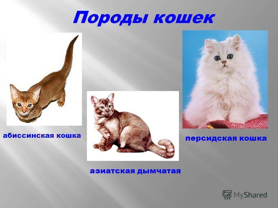 Как определить породу кошки: основные критерии, зачем нужно