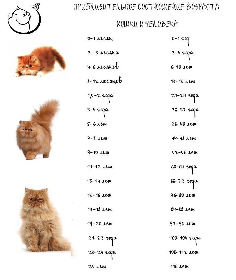 Как определить возраст котенка?