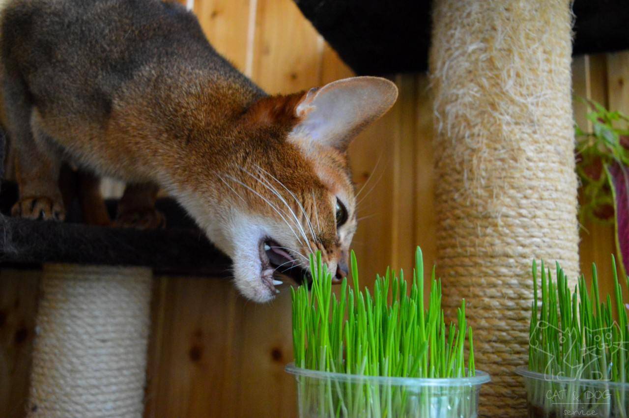 Вегетарианство в мире кошачьих: зачем кошки едят траву? — 4 лапки