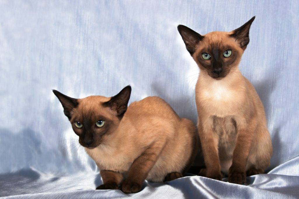 Тонкинская кошка: 85 фото породы и ее характеристика. особенности ухода за кошкой