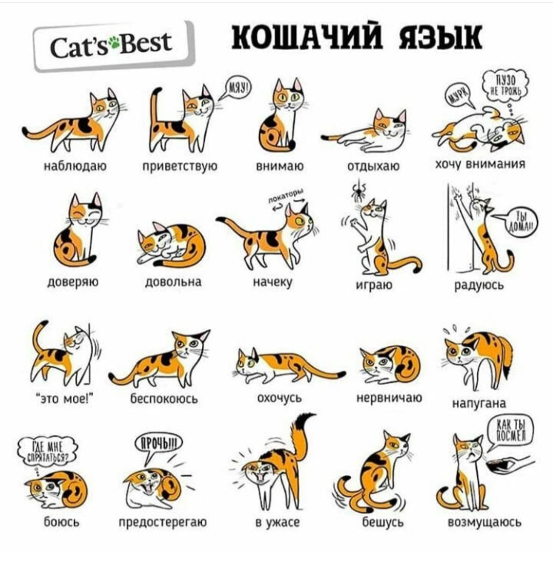 О чем хочет рассказать ваша кошка (часть 2) - кошка, животные, кот, мяуканье, кошачий язык