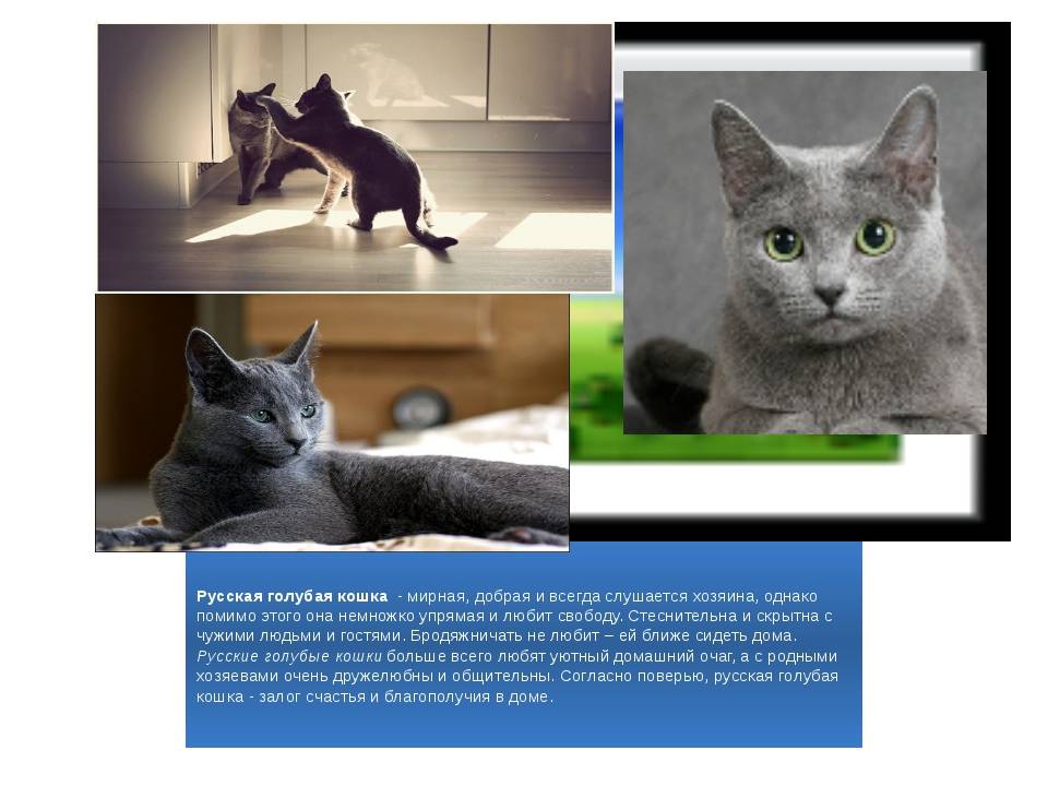 Шартрез - порода кошек - информация и особенностях | хиллс