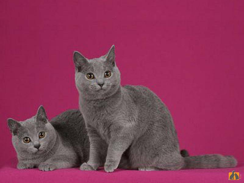 Особенности шартрезов: все о внешнем виде и характере французской кошки