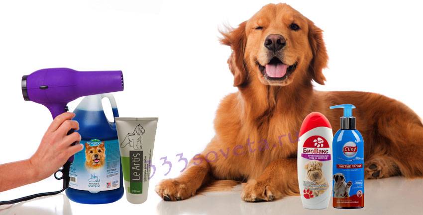 Частота купания собак и щенков с применением шампуней: можно ли каждый день
