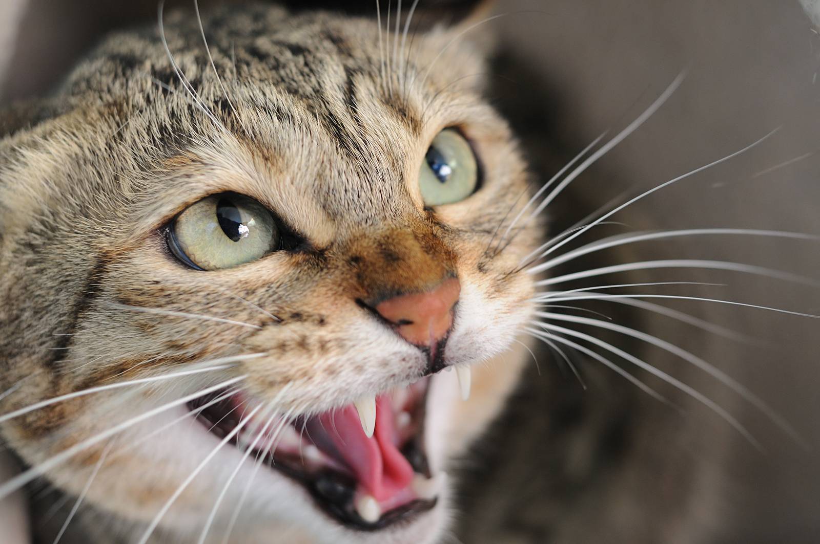 Почему кошка нервничает? | hill's pet