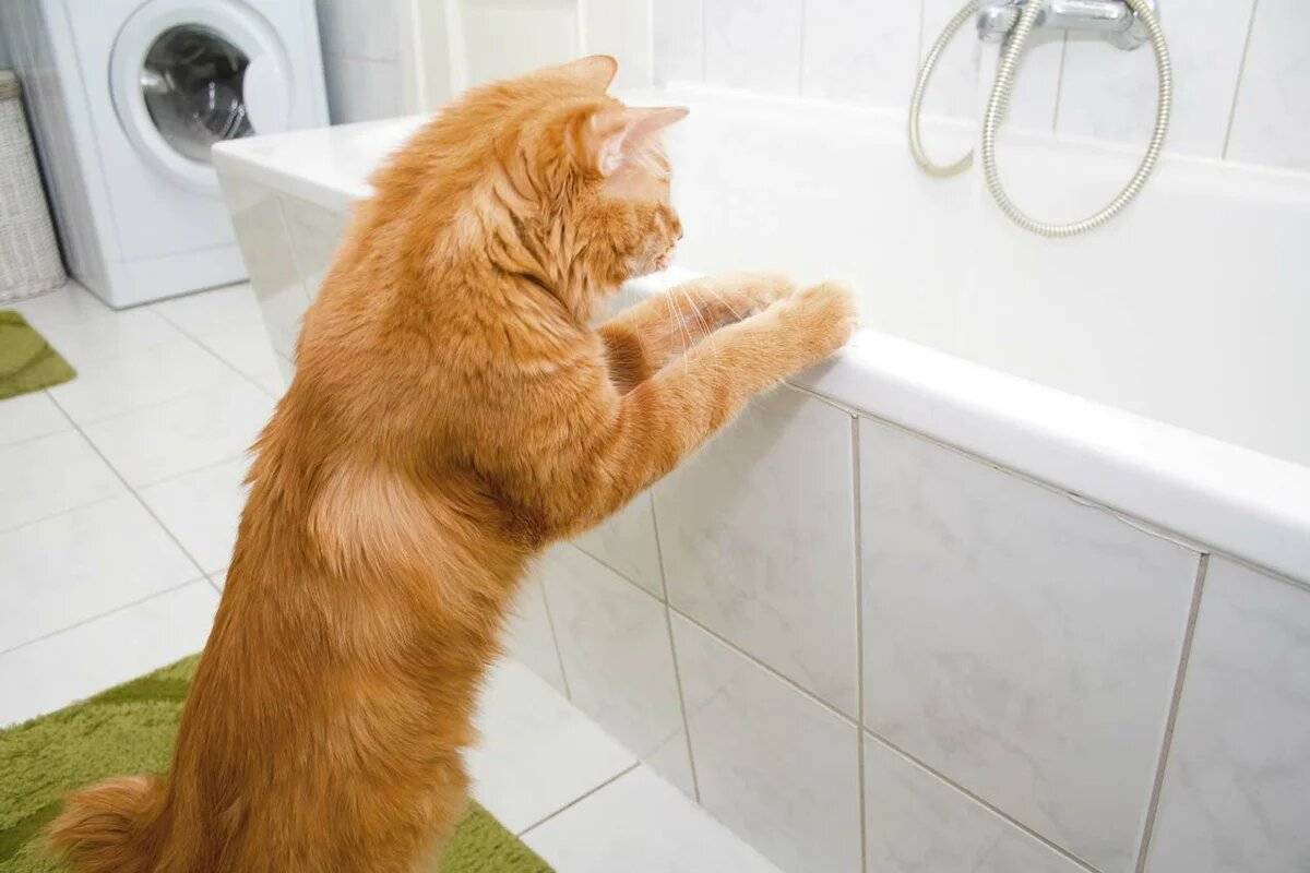 Почему моя кошка сопровождает меня в ванной? | прохвост