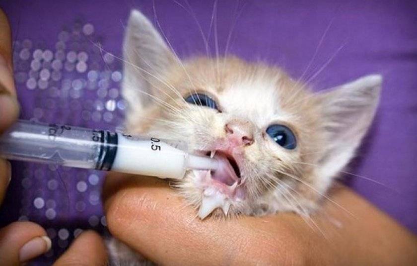 Простуда у кошек: причины, симптомы и лечение