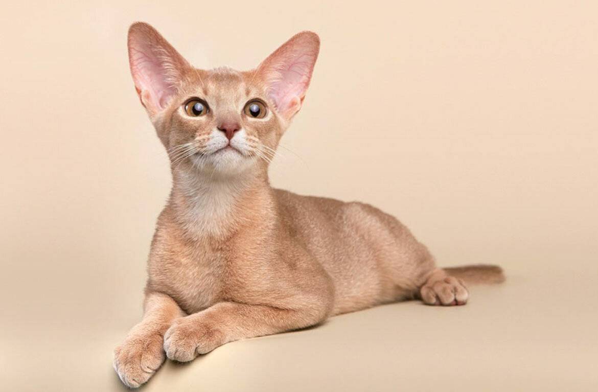 Абиссинские кошки: описание породы, характер, здоровье