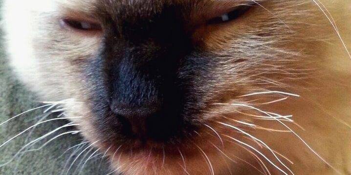 Зачем коту усы