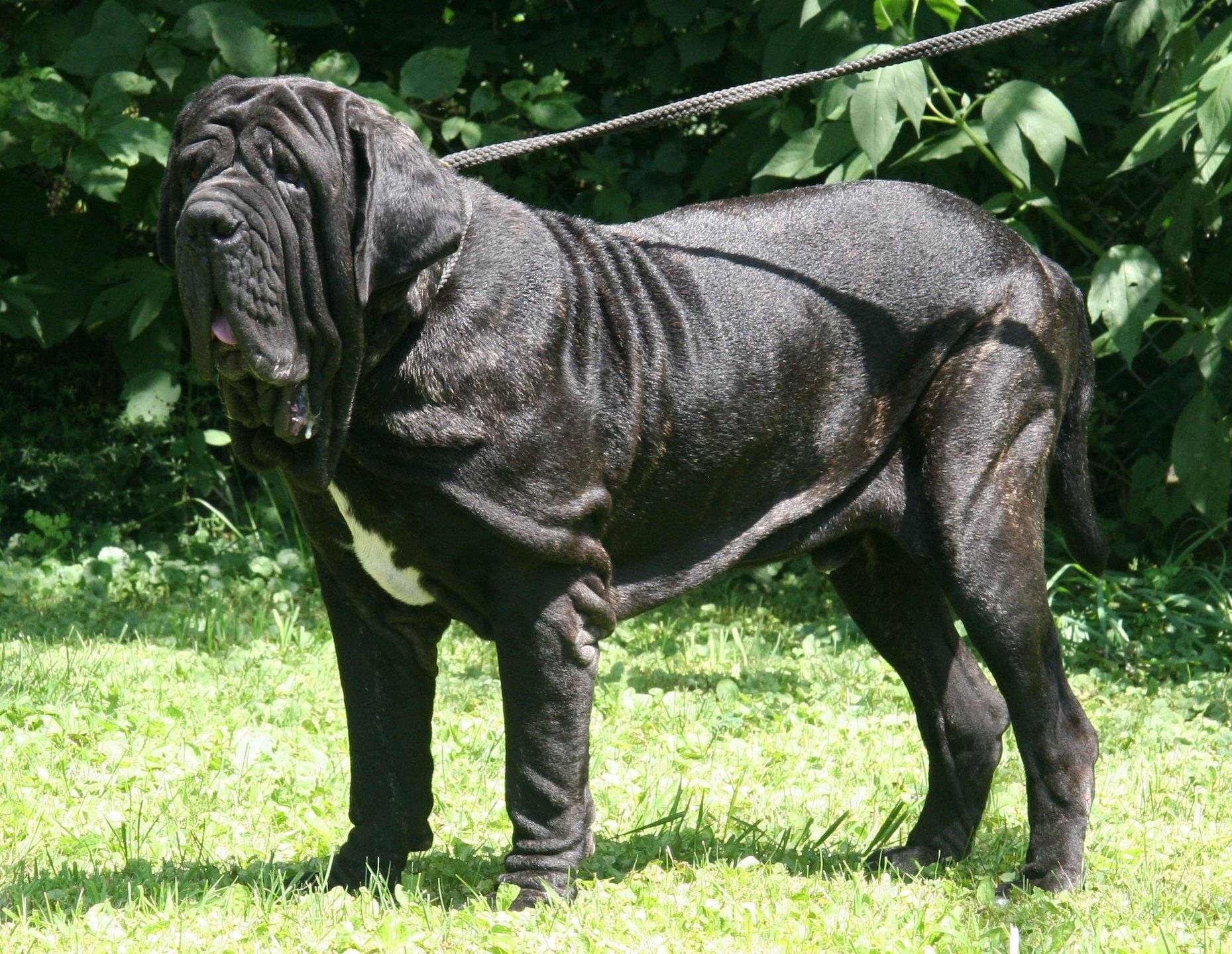 Самые большие собаки в мире: 10-ка тяжеловесов с описанием и фото