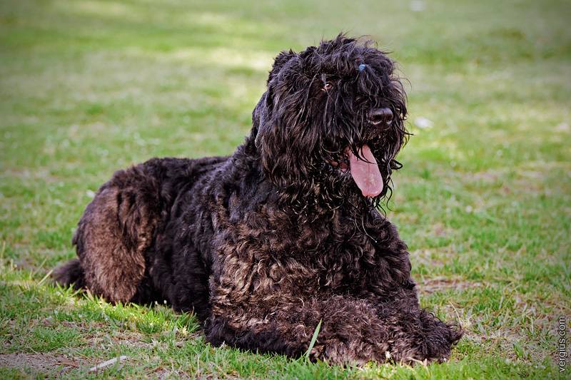 Черный терьер - характер собаки, особенности воспитания и дрессировки, уход за шерстью и отзывы владельцев
