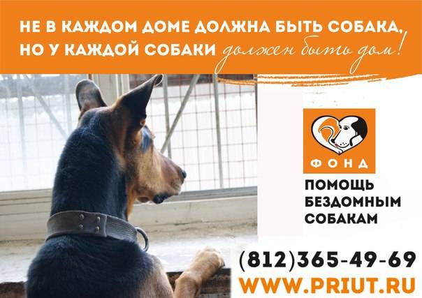 6 способов как помочь бездомным собакам, не подбирая всех домой - gafki.ru