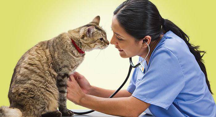 Лейкоз (вирусная лейкемия) у кошек: причины, основные симптомы заболевания, лечение и прогноз выживаемости, рекомендации ветеринаров