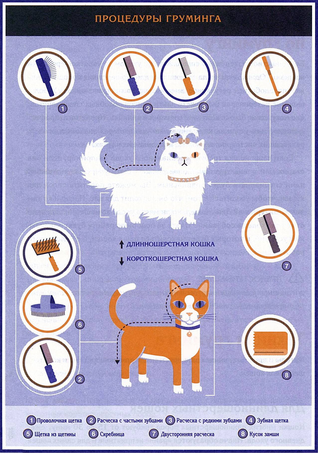 Правила и рекомендации по правильному уходу за домашними кошками и котами