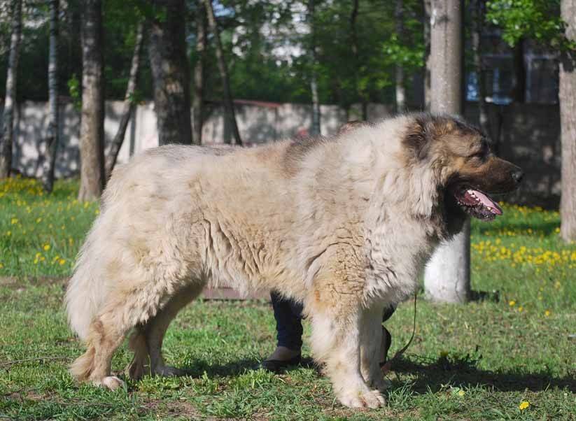 Кавказская овчарка - порода собак родом из кавказа. фото, отзывы, цена щенков, характер, содержание