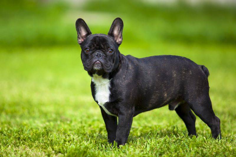 Французский бульдог: описание породы -wikipets.ru