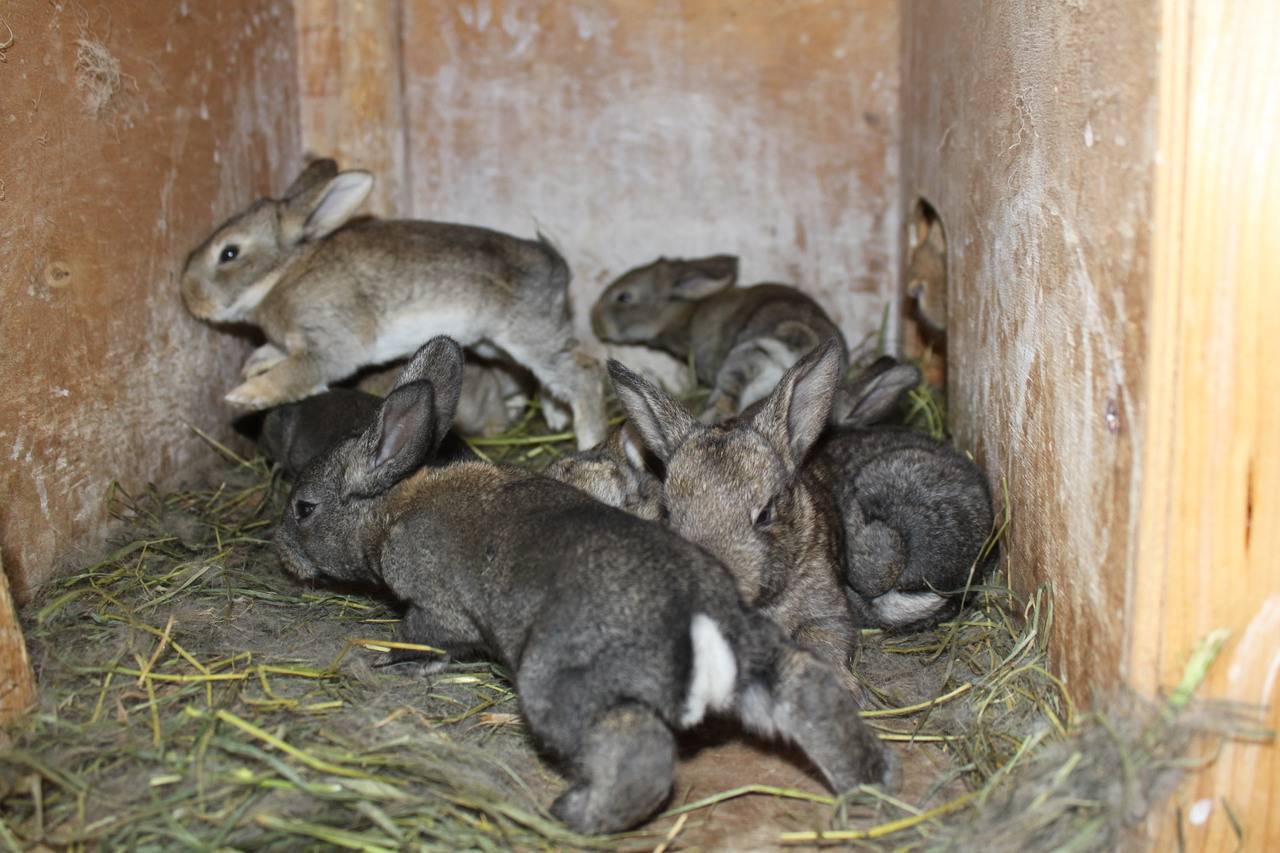 Случка кроликов: отбор, признаки охоты, методы спаривания, результат