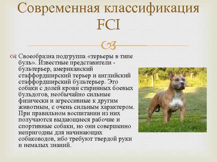 Пекинес королевский: фото взрослой собаки, описание породы и особенностей питомцев и как правильно за ними ухаживать