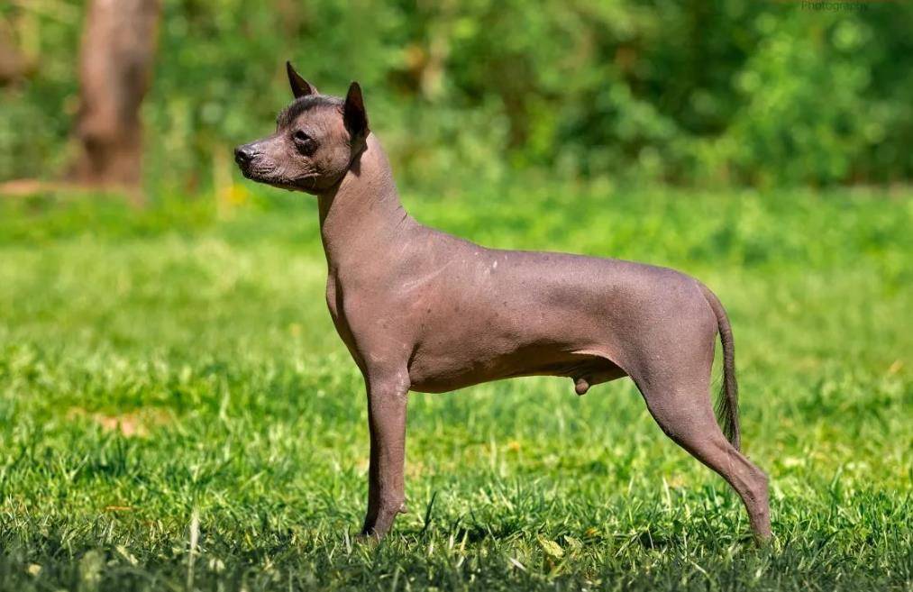 Американский голый терьер: описание породы - моя собака