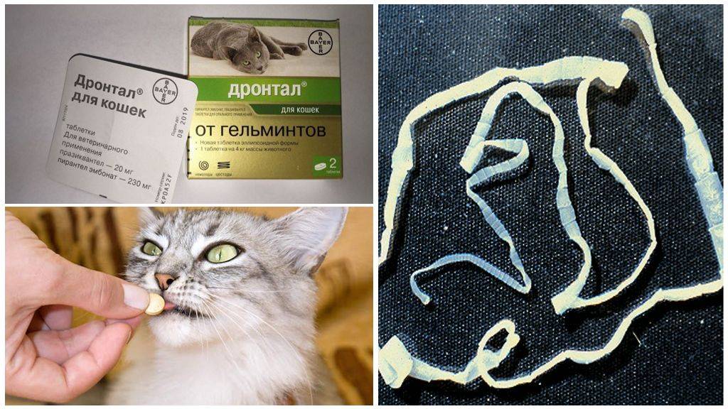 Квантум для кошек – смерть для глистов