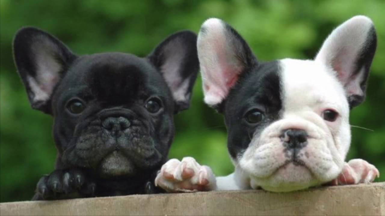 Французский бульдог: стандарты породы собаки