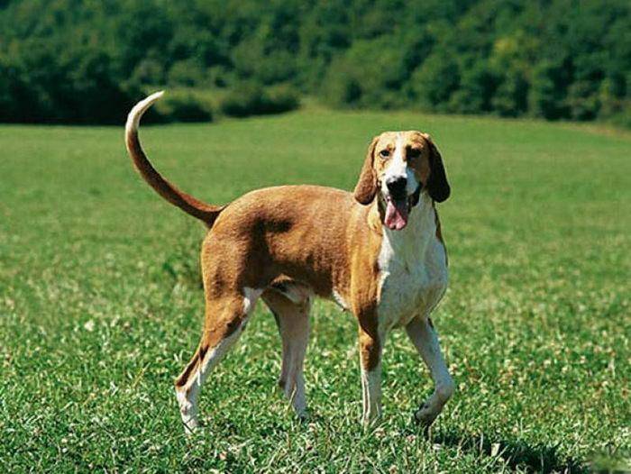 Бернский зенненхунд: все о собаке, фото, описание породы, характер, цена