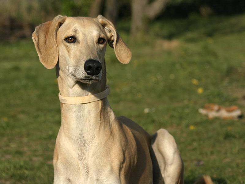 Азавак собака. описание, особенности, уход и содержание породы азавак