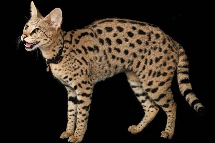 Саванна кошка: фото, повадки и характер, описание породы