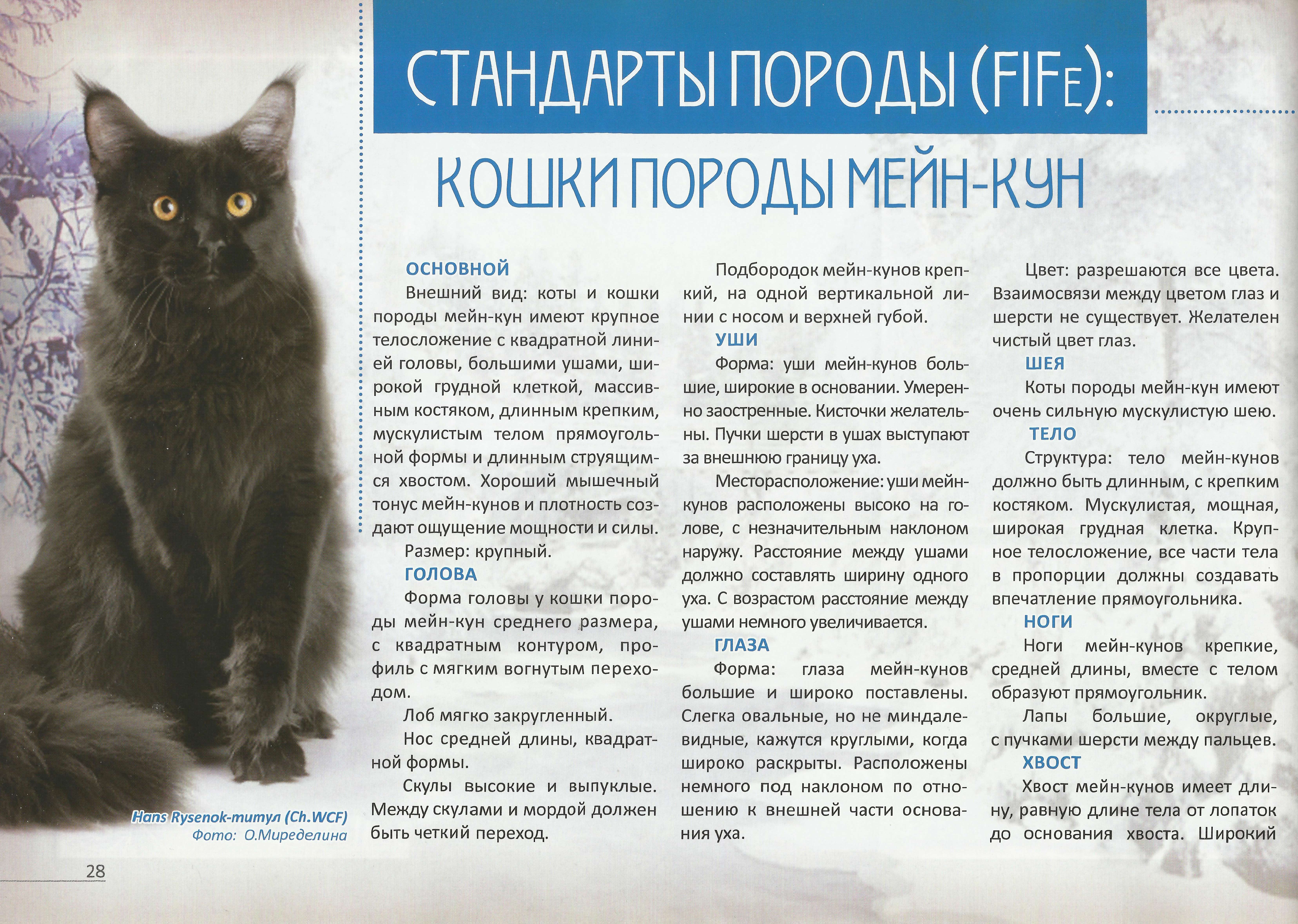 Порода кошек нибелунг: стандарт и характер, уход и содержание, разведение