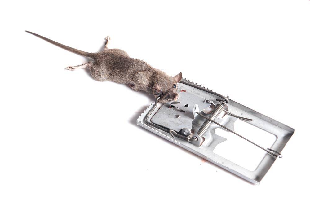 Чем травить крыс и мышей, чтобы быстро избавиться от их присутствия в доме