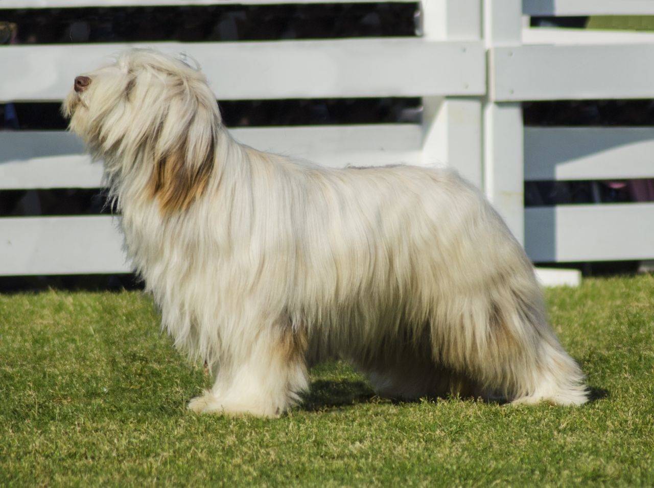 Порода собак бриар - описание, характер, характеристика, фото бриаров и видео, цена бриарской овчарки