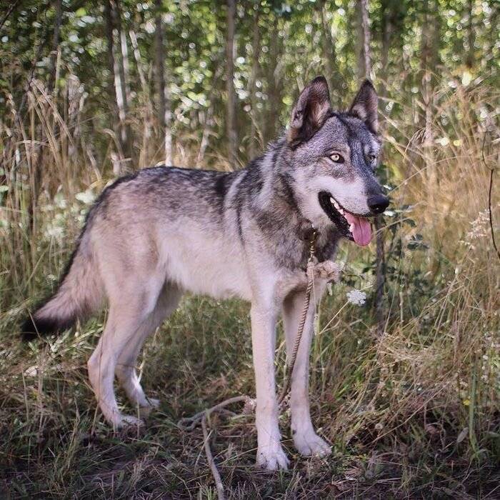 Волкособы: породы волчьих собак с фото, названием и описанием