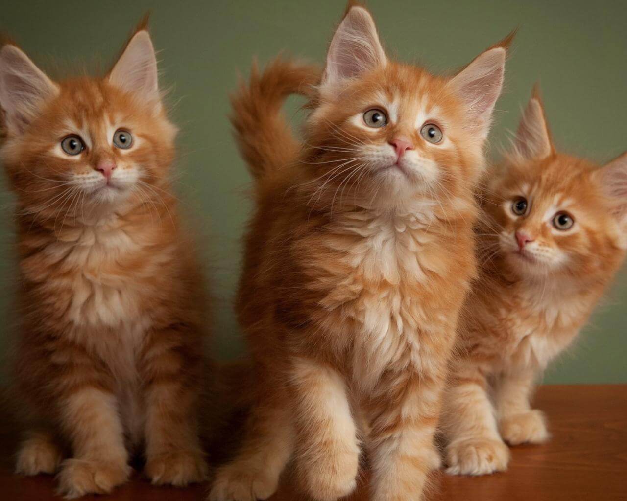Решаем, как назвать рыжего котенка мальчика или девочку: перечень кличек