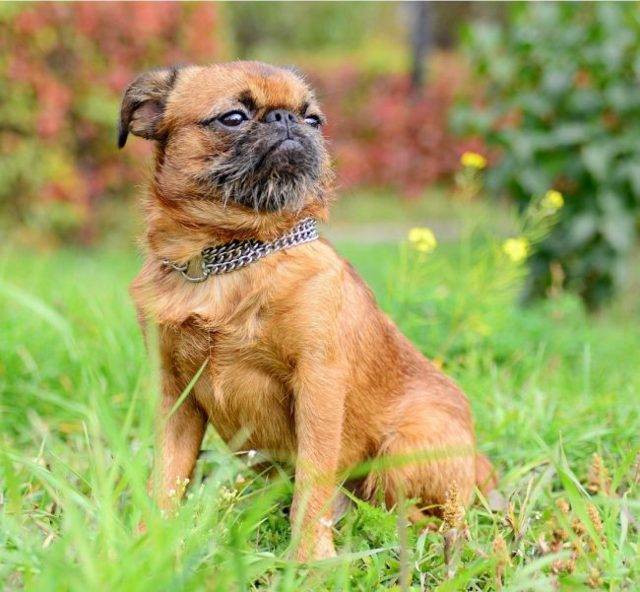 Порода собак брюссельский гриффон: описание, отзывы