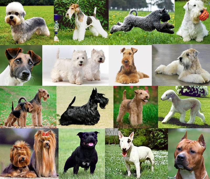 Породы собак 400 пород. Группа терьеров породы. Разные собаки. Всех видов собак. Разные собаки разных пород.