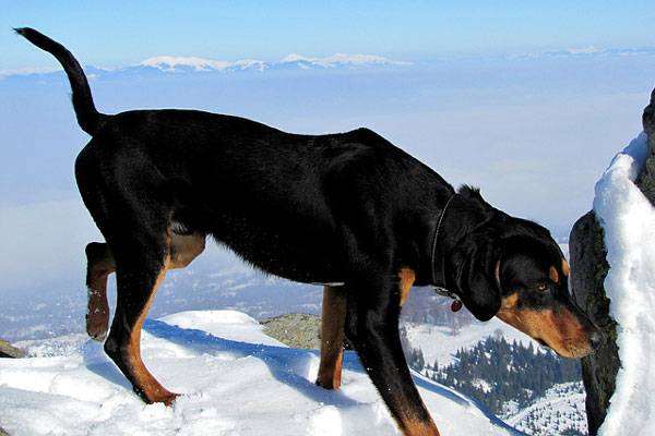 Австрийская гончая — фото, описание породы собак, особенности